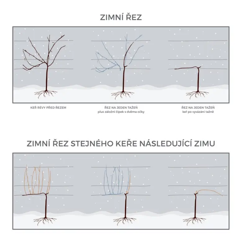 Zimní řez vinné révy – tři fáze pro začátečníky