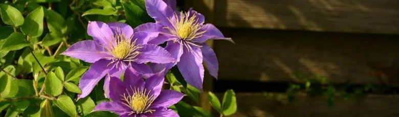Fialové květy CLEMATIS MONTANA rostou na zeleném keři.