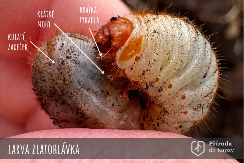 Bílá larva zlatohlávky s označenými částmi těla.