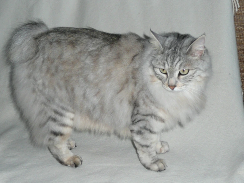 Kurilský bobtail, šedá kočka s krátkým ocasem.