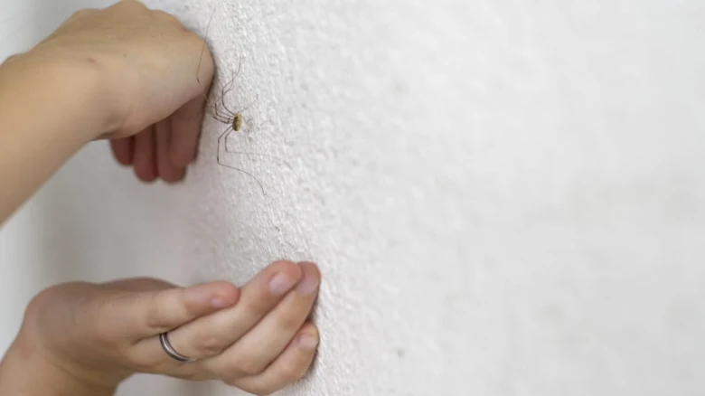 Ruce u pavouka na bílé stěně v domácnosti