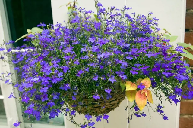 Hanging lobelia plant