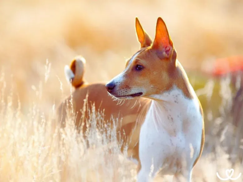 Basenji pes v slunečním poli