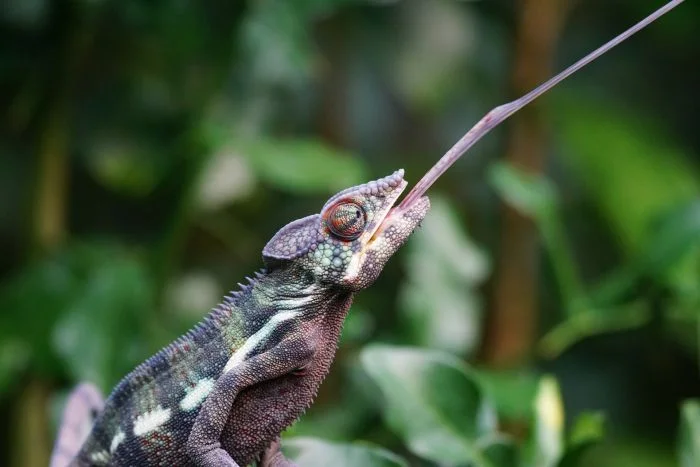 Chameleon s vytaženým jazykem na zeleném pozadí.