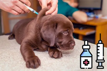 Štěně dostává vakcínu v veterinární klinice