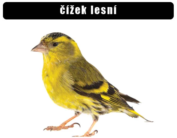 Mužský čížek lesní se žlutým peřím na bílém pozadí.