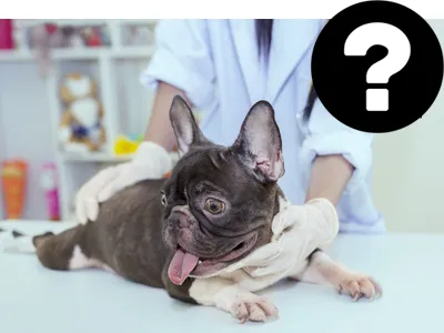 Veterinářka vyšetřuje fenu francouzského buldoka v ordinaci.