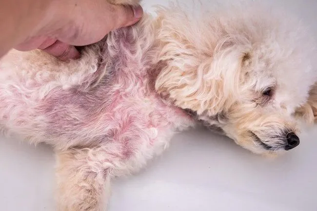 Pso s abscesem na zádech při vyšetření rukama.