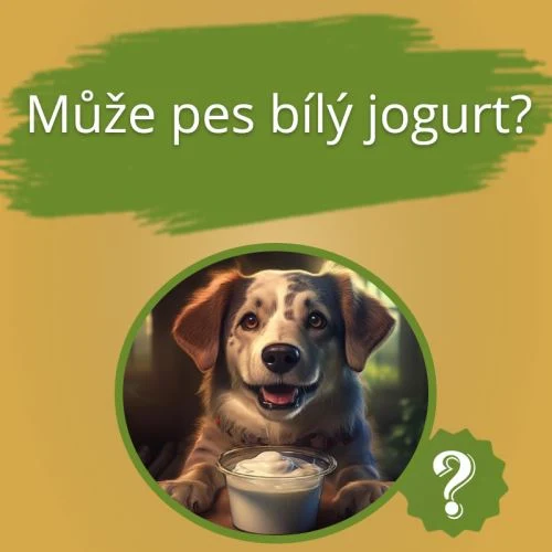 Pes s bílým jogurtem – může ho pes jíst?