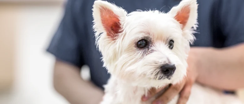 Bílá teriérka držena veterinářem před kastrací