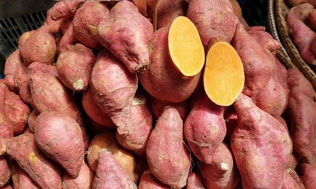 Čerstvé batáty s oranžovou dužinou pro klíčení.