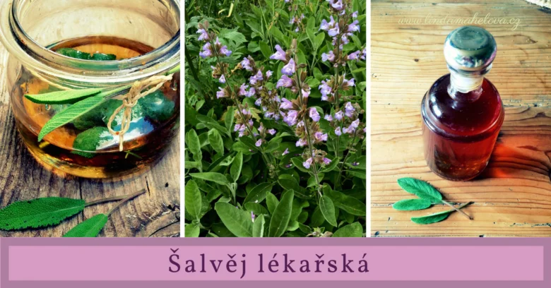 Koláž s šalvějí lékařskou a domácí sirupem
