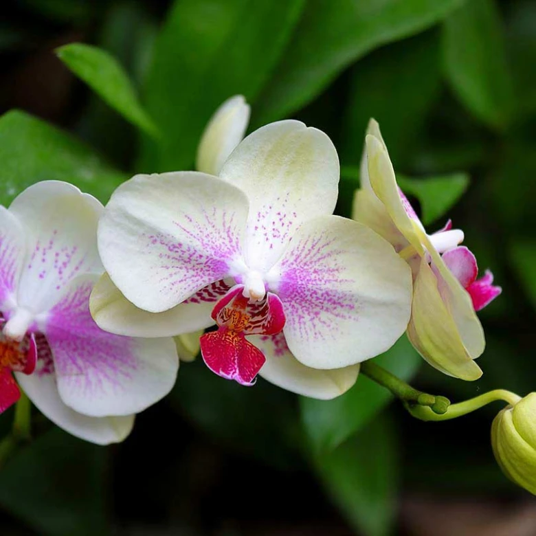 Bílo-ružové orchidee v květu na zeleném pozadí.