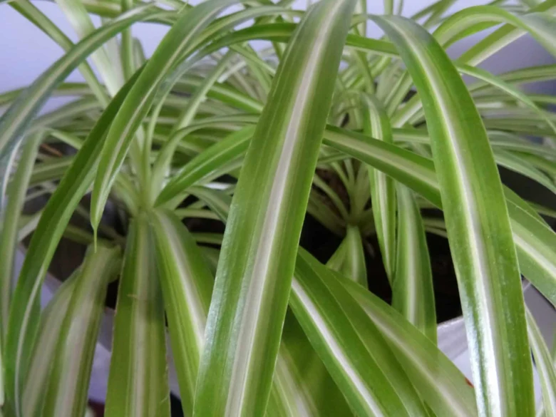 Detailní záběr na listy rostliny chlorophytum comosum.
