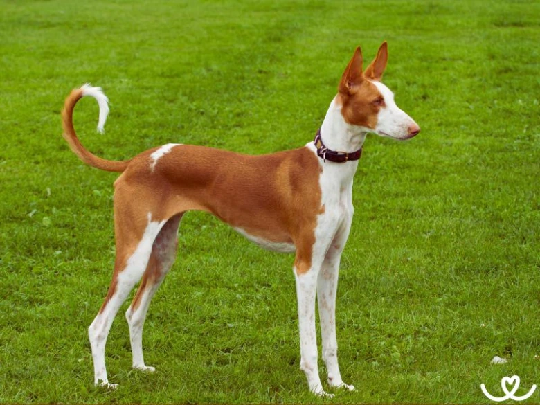 Ibizský podenco stojí na trávníku s nápadnou čelenkou.