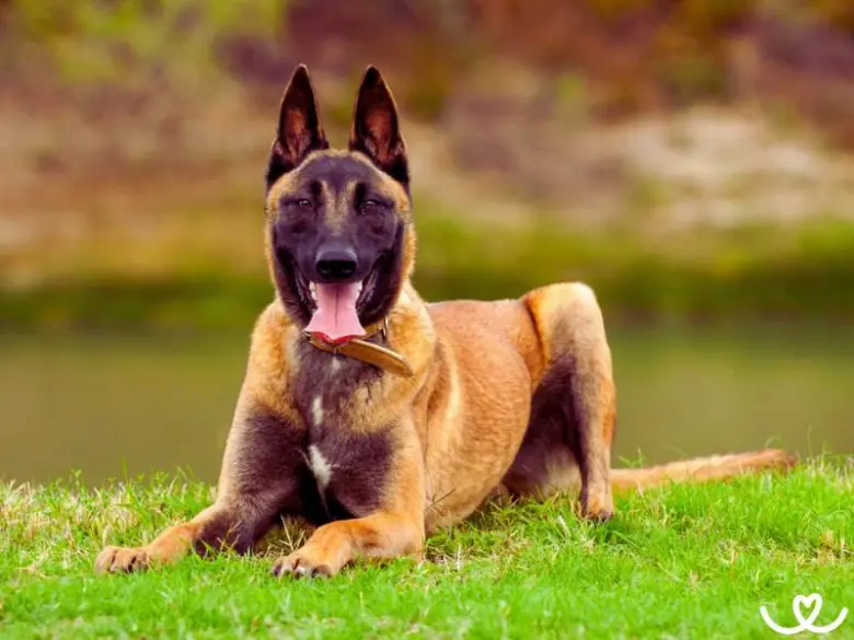 Belgický ovčák malinois ležící na trávě venku.