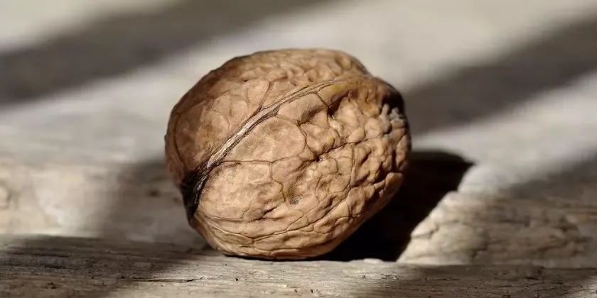 Jedna ořech na dřevěném povrchu v slunečním světle.