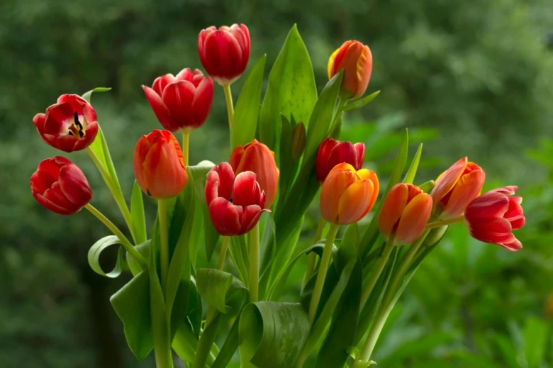 Kytka z červených a oranžových tulipánů v plném květu.