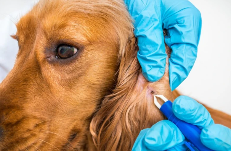 Odběr klíště z ucha psa veterinářem