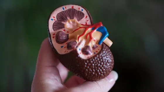 Anatomický model ledviny s vnitřními strukturami