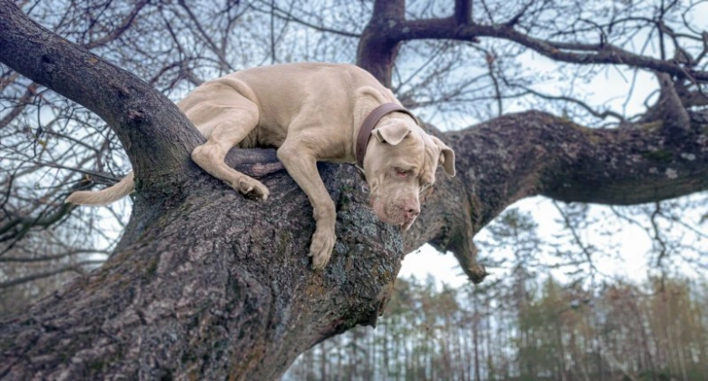 Americký bandog odpočívá na větví stromu venku.