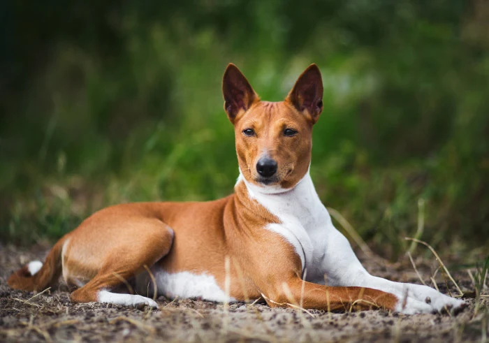 Basenji pes leží na trávě a dívá se do kamery.