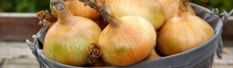 Čerstvá cibule v košíku na zahradě