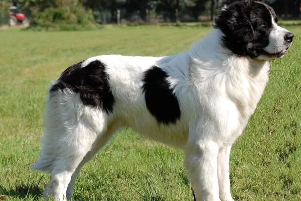 Černobílý pes plemene Landseer stojí na trávníku.