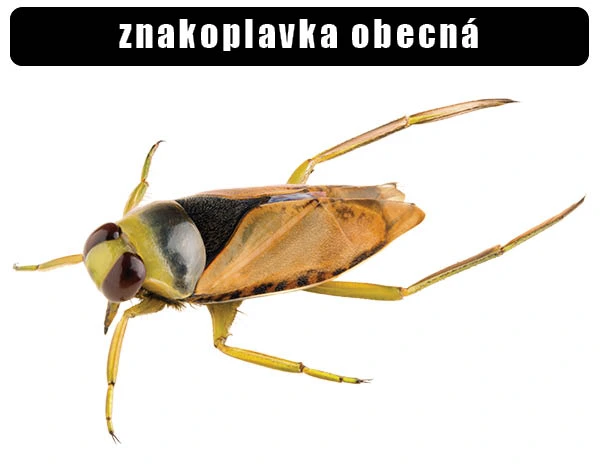 Fotografie vodního plavce znakového na bílém pozadí.
