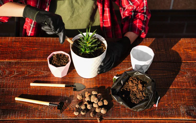 Přesazování sukulenty s drenážním materiálem pro květináč