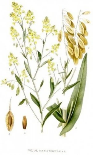 Botanická ilustrace rostliny s žlutými květy a semeny.
