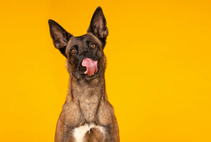 Belgický ovčák malinois lížící si pysk na žlutém pozadí.