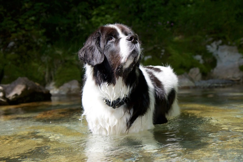 Černobílý pes plemene Landseer stojí v řece.
