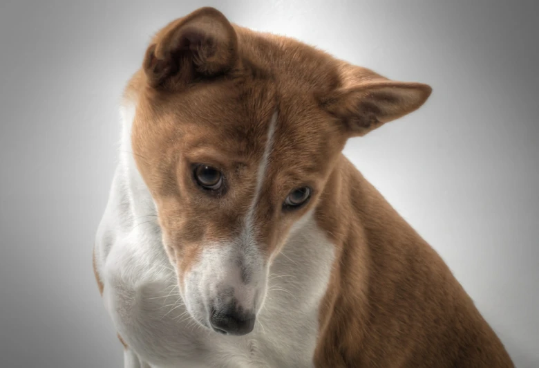 Portrét hnědo-bílého psa plemene basenji s výraznýma očima.