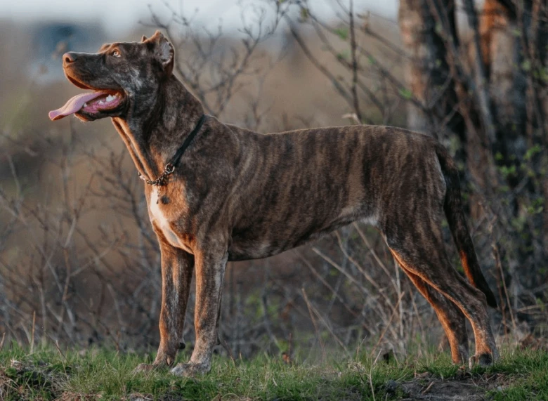 Americký bandog stojí na trávníku v přírodě s jazykem venku.
