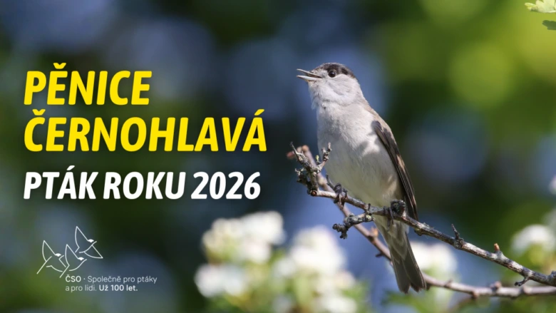 Černohlavá pěnice sedí na větvi v přírodě.