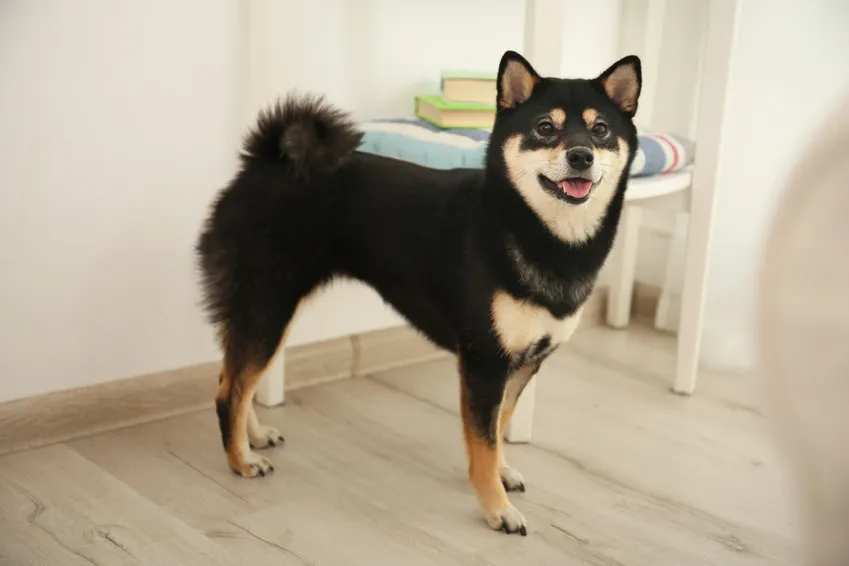 Japonský pes šibainu stojí v interiéru.