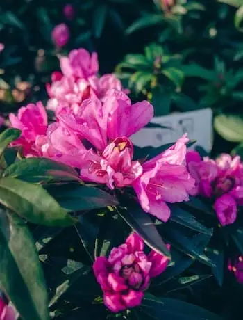 Rozkvetlý rododendron s růžovými květy a zelenými listy