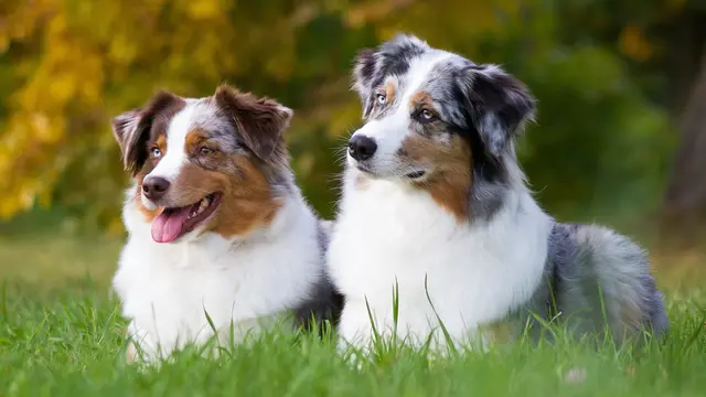 Dva australský pastevčí psi sedící na trávě.