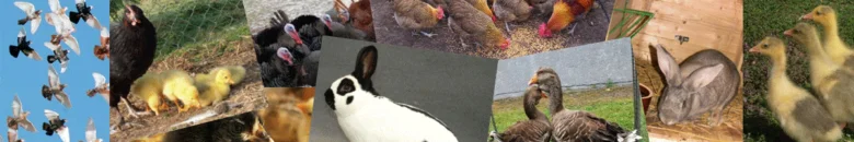 Kolláž různých plemen králíků a drůbeže na farmě.