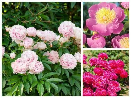 Různé druhy pivoňek v plném květu na zelených keřích.
