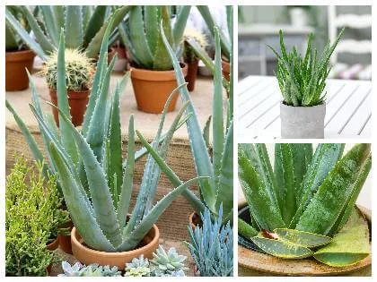 Kolekce fialových Aloe Vera rostlin v květináčích.