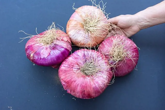 Čerstvé červené cibule s kořeny na tmavém pozadí.