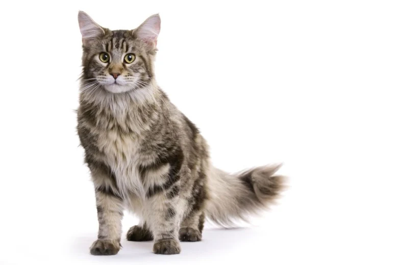 Maine Coon kočka s dlouhým srstí sedící na bílém pozadí