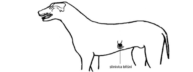 Schéma psa s označenou slinivkou břišní.