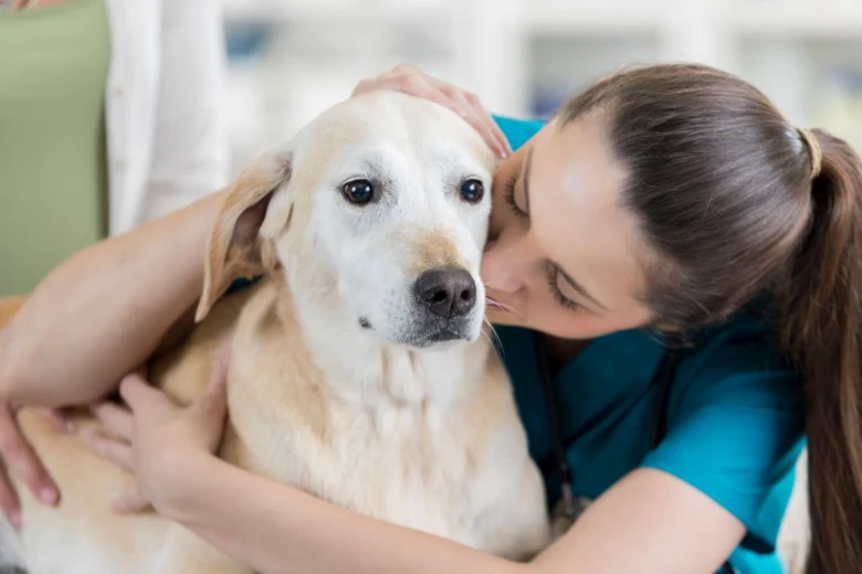 Žena objímá štěně labradora v veterinárních šatech.