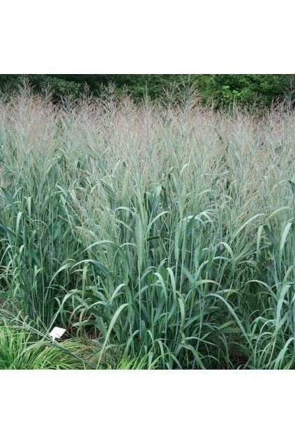 Panicum virgatum rostoucí v zahradě s kvetoucimi hroty.