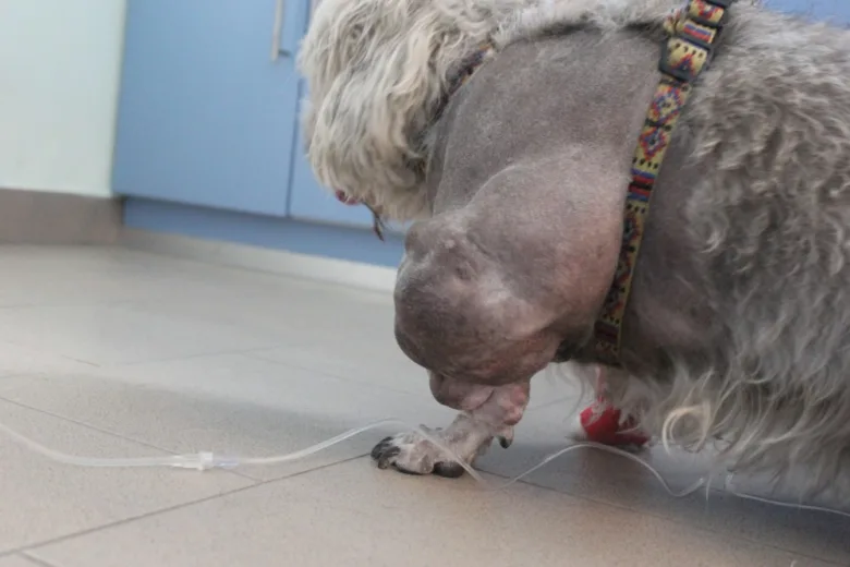 Pso s abscesem na noze v veterinární ambulanci.