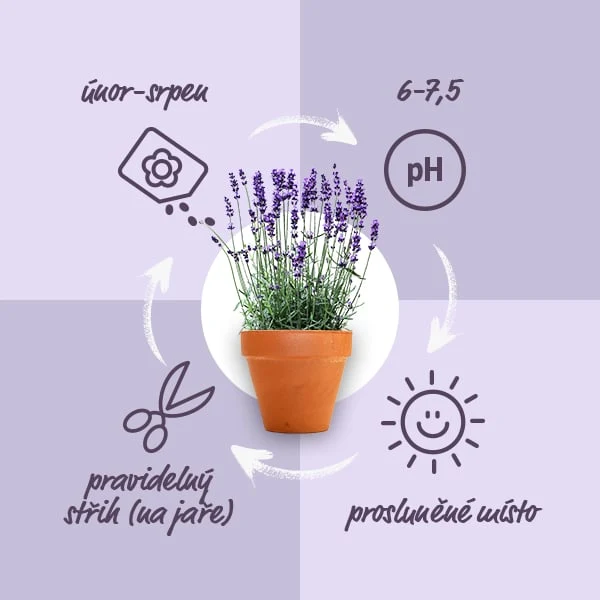 Infografika s tipy na pěstování levandule: kvetení, pH půdy, střih a slunečné místo