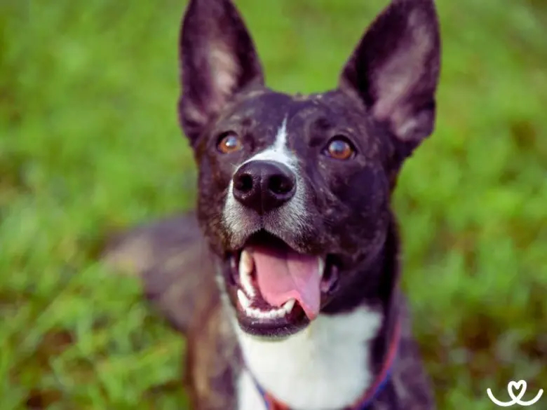 Šťastný pes basenji s otevřenou pusou na trávníku.